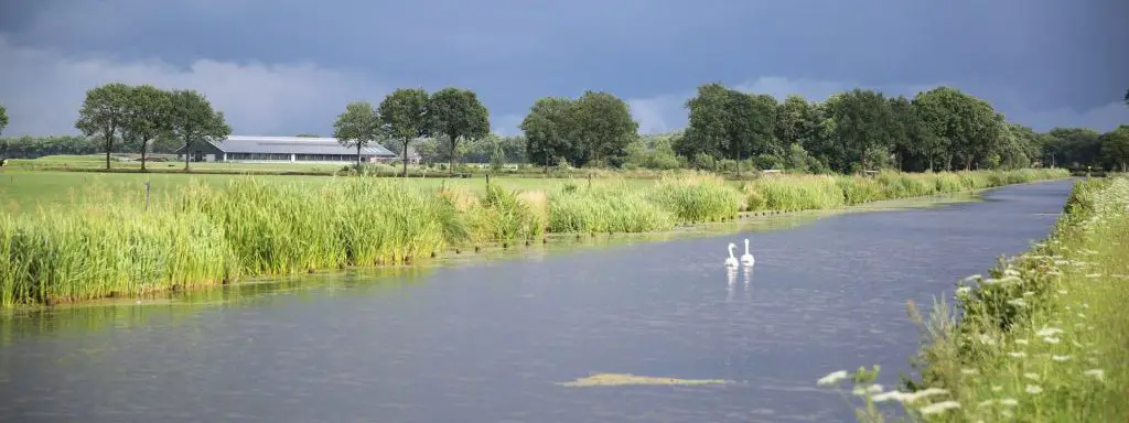 karpers in de polder