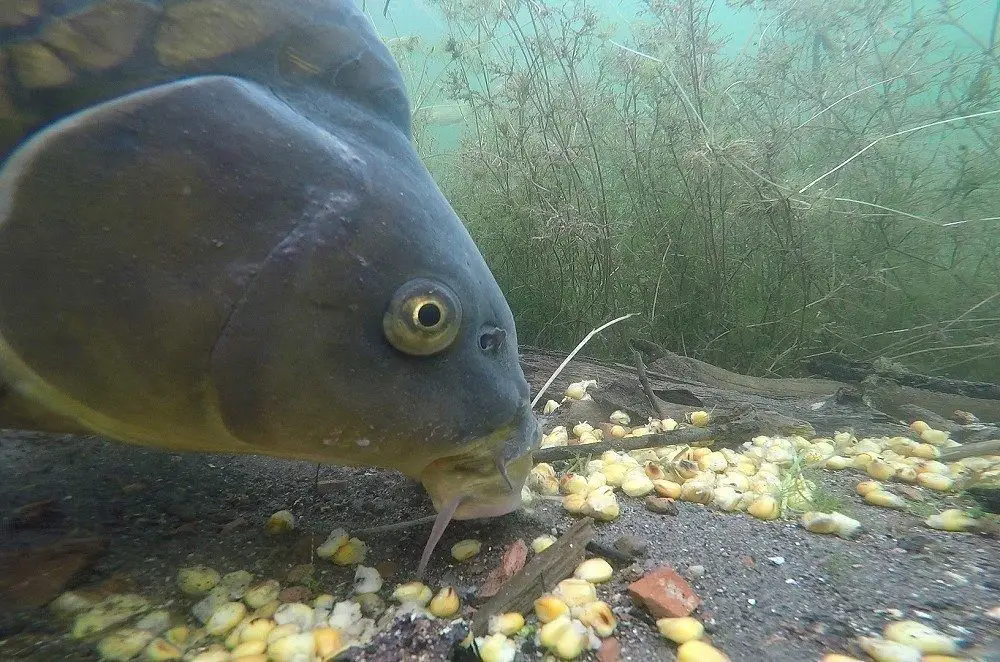 Waarom is aas zo belangrijk bij karper vissen