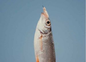 kun vissen maden op | VisKenner