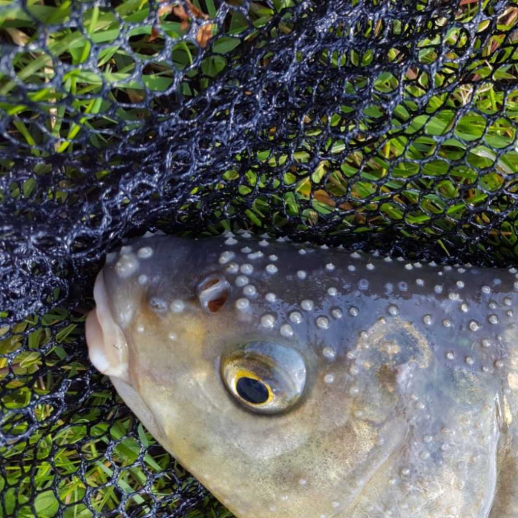 Waarom kun je zo goed met pellets op brasem vissen